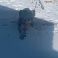 سگ نگهبان|سگ|قره پشتلو, |دیوار