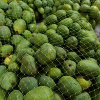 انبه میناب مخصوص ترشی
