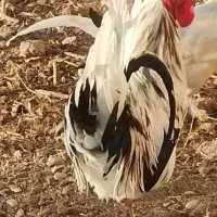 بوقلمون نر|حیوانات مزرعه|ورامین, شهرک ولیعصر|دیوار