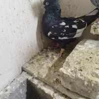 15عدد پلاکی دورگ بهبهانی|پرنده|داراب, |دیوار