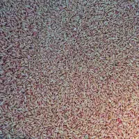 ۱۵ تن گندم بوجاری شده|عمده‌فروشی|تیکمه داش, |دیوار