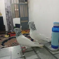 کبوتر شیخ ابری