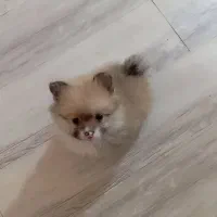 پامرخرسی|سگ|ساوه, |دیوار