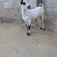 کهر و گیسه صلاله