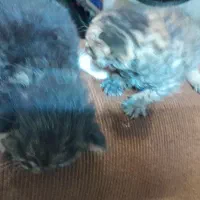 دوتا بچه گربه ناز|گربه|اهر, |دیوار