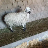 میش