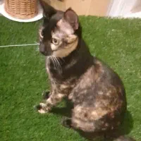 واگذاری گربه دختر فقط به افراد متعهد