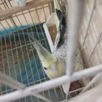 عروس هلندی نر گل باقالی معاوضه با ماده ۲ یا ۱ ساله|پرنده|تهران, اتابک|دیوار