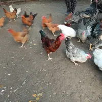 چهار عدد خروس در وزن های ۱/۸۰۰تا ۲کیلو