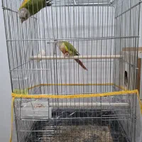 گرینچیک آناناسی رد مولد