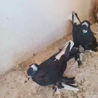 کبوتر قره آغ گویروخ