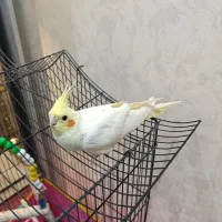 پرنده عروس هلندی چشم گیلاسی با قفس|پرنده|اردبیل, |دیوار