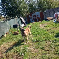 سگ سراب|سگ|رشت, آتشگاه|دیوار