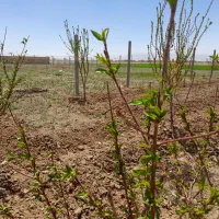 زمین میقان ۵۰۰متر ۳۰۰میلیون تومان نقدی چکی