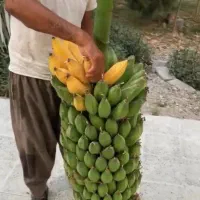 فروش انواع نهال ارقام مختلف موز و....