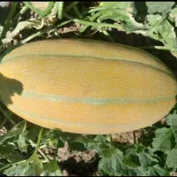 حق العمل کاری  فیاضی