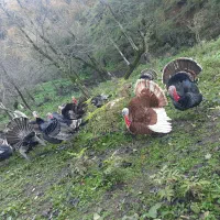 بوقلمون ارگانیک|حیوانات مزرعه|آستارا, |دیوار