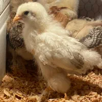 برهما  درتمامی سنین