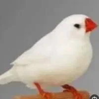 یک عدد پرنده فنچ گم شده