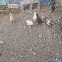 جوجه گلین لری یک ماهه