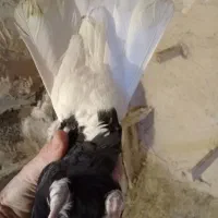 کبوتردمسفیدمادهبشرطتخمپرش|پرنده|الوند, |دیوار