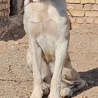 توله نر 9 ماهه|سگ|خلیل آباد, |دیوار