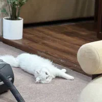 گربه‌ خونگی