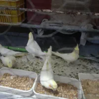 جوجه عروس هلندی سرلاکی تا ۵ ماه دستی مرغ عشق|پرنده|برازجان, |دیوار