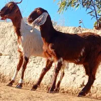 دو بز مری ابست