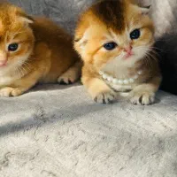 گربه دلربا و زیبا
