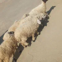 ۶تا بره  .و۲تا کهره نر دونه ای ۴۸۰۰ و۱ بز ۵۲۰۰