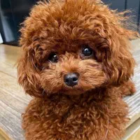 فروش توله توی پودل اصیل رنگ رد|سگ|تهران, ونک|دیوار