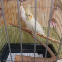 عروس هلندی