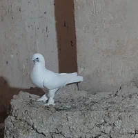 کبوتر|پرنده|گهواره, |دیوار