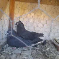 دوتا نر قلدر پرش بالا با قفس جفت کن