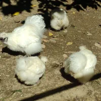 مرغ و خروس|حیوانات مزرعه|نیر (اردبیل), |دیوار