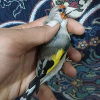 سهره کرمونی نر|پرنده|شیراز, کوشک میدان|دیوار