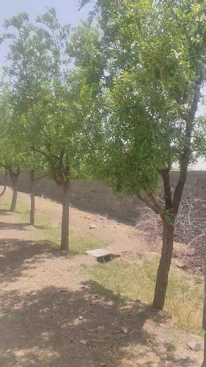 ویدیو