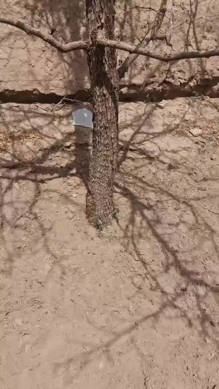 ویدیو