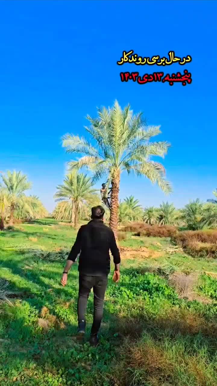 خرید شب عید پالم خانه زیبا|خدمات باغبانی و درختکاری|قم, نوقطار|دیوار