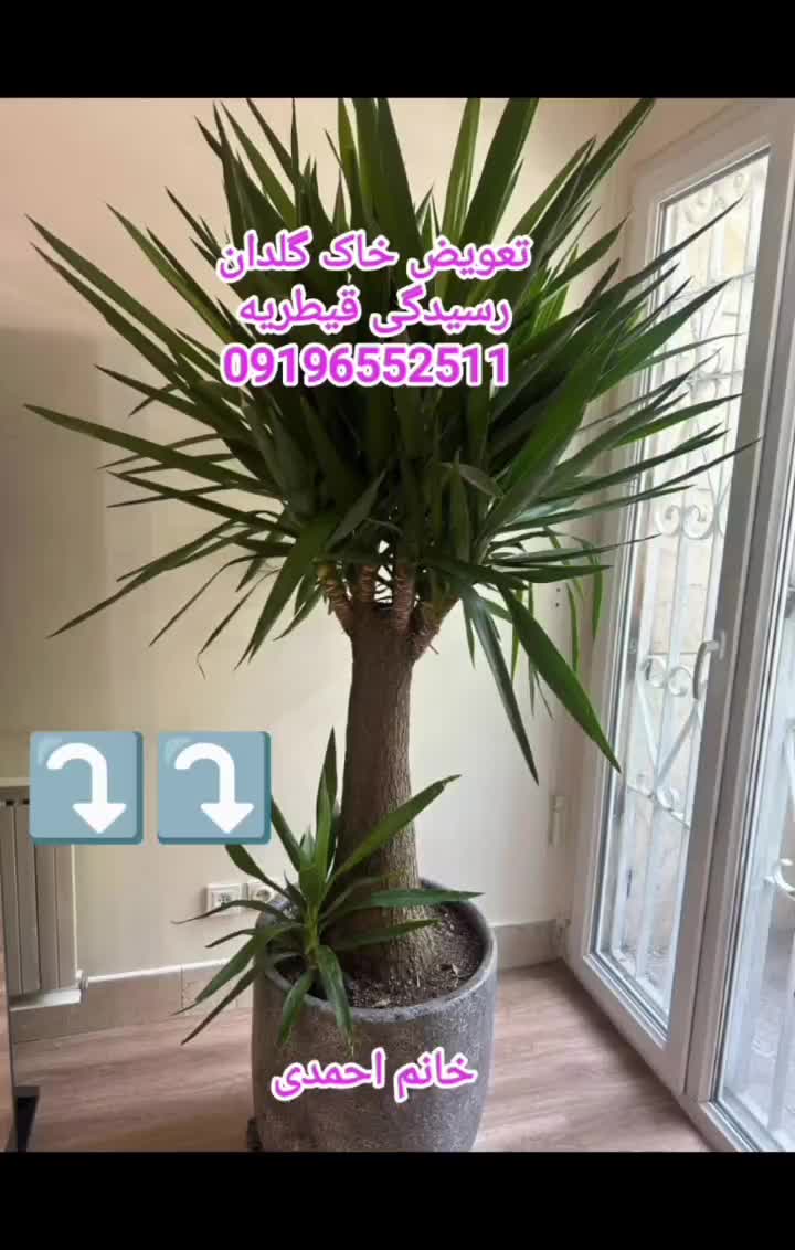 خدمات باغبانی گلکاری باغچه تعویض خاک گل شخم سمپاشی|خدمات باغبانی و درختکاری|تهران, شهرک غرب|دیوار