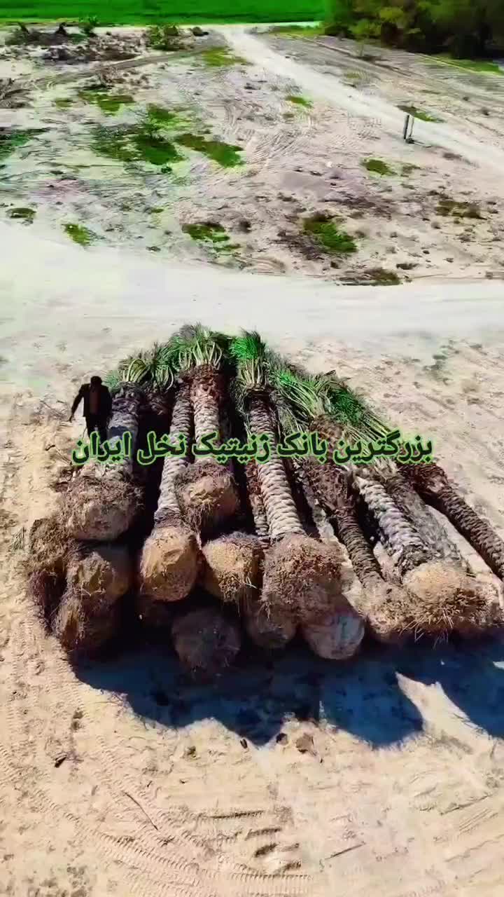 سال نو مبارک  پالم سال جدید|خدمات باغبانی و درختکاری|کرج, جهان‌شهر|دیوار