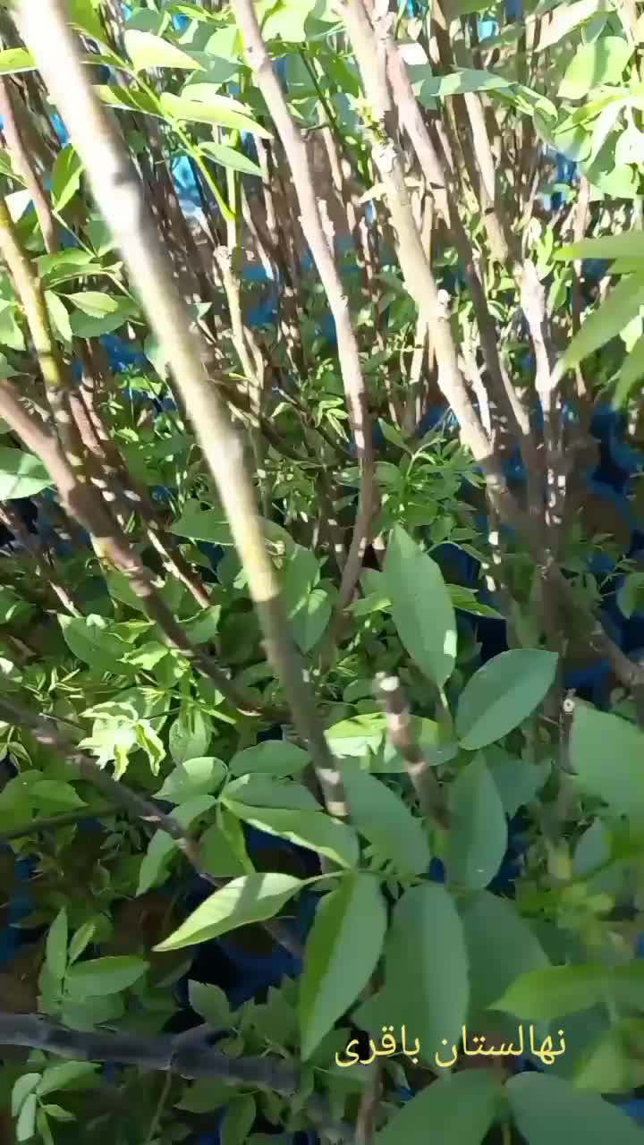 نهال گردو ژنوتیپ|خدمات باغبانی و درختکاری|دیلمان, |دیوار