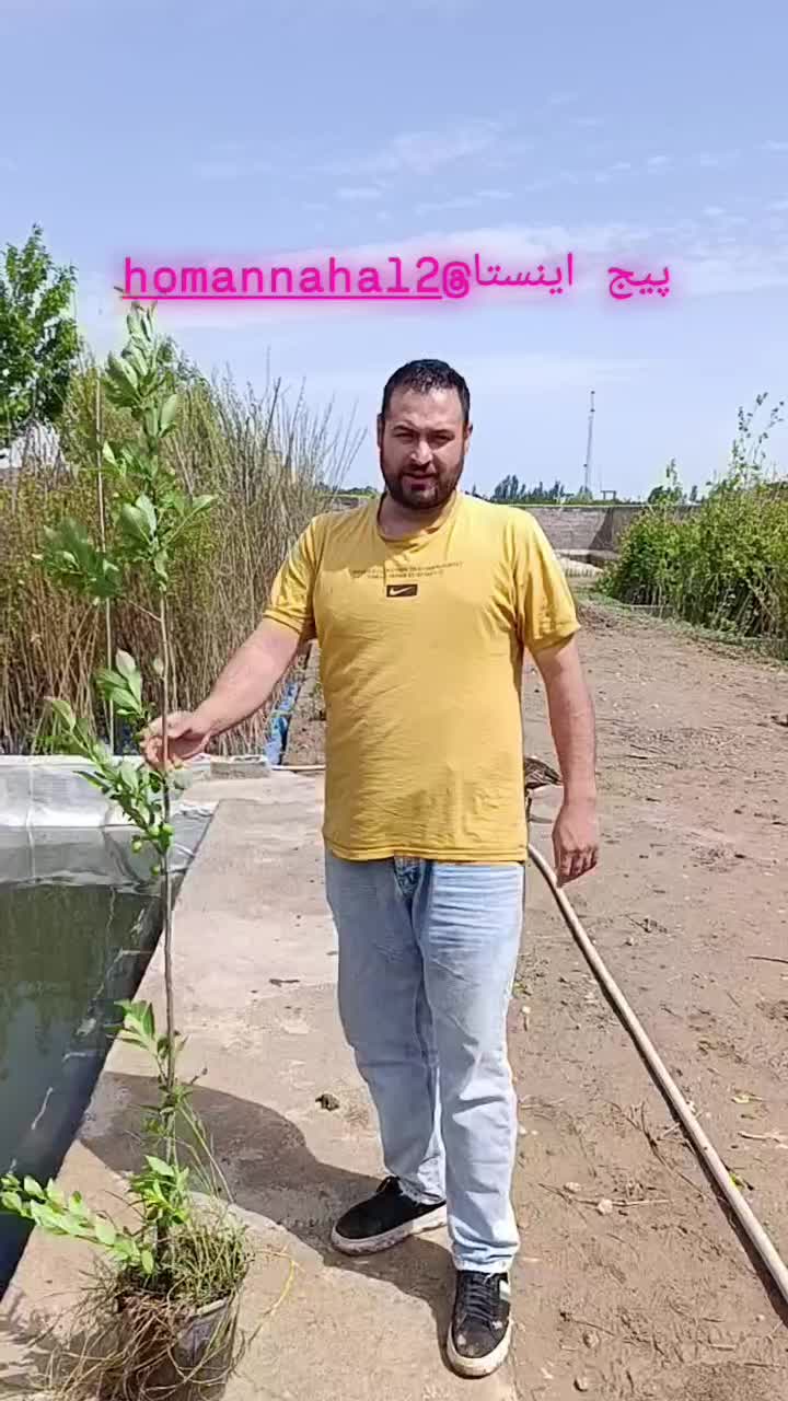 ارقام نهال های هلو شلیل هلوانجیری گلدانی کاشت الان|خدمات باغبانی و درختکاری|زنجان, |دیوار