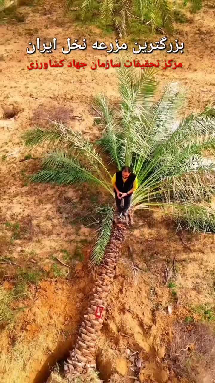 پالم فونیکس لاتانیا بزرگترین مزرعه نخل ایران|خدمات باغبانی و درختکاری|کرج, مهرویلا جنوبی|دیوار