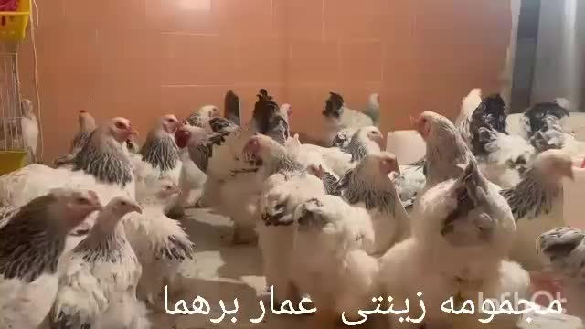 تخم برهما|حیوانات مزرعه|داراب, |دیوار