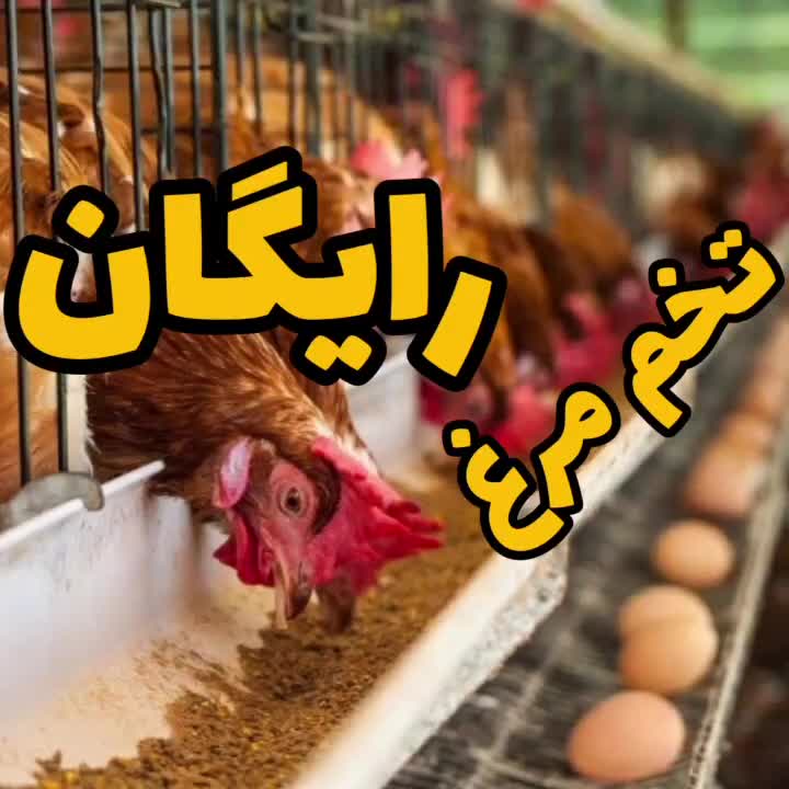 قفس مرغ بومی خانگی تخمگذار بلدرچین خروس جوجه|لوازم جانبی حیوانات|اصفهان, شهرک کاوه|دیوار