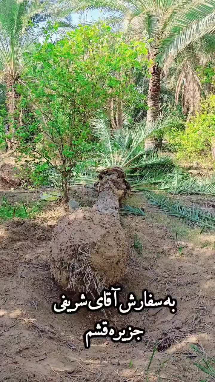 ارسال پالم با مجوز سازمان جهادکشاورزی|خدمات باغبانی و درختکاری|قشم, |دیوار