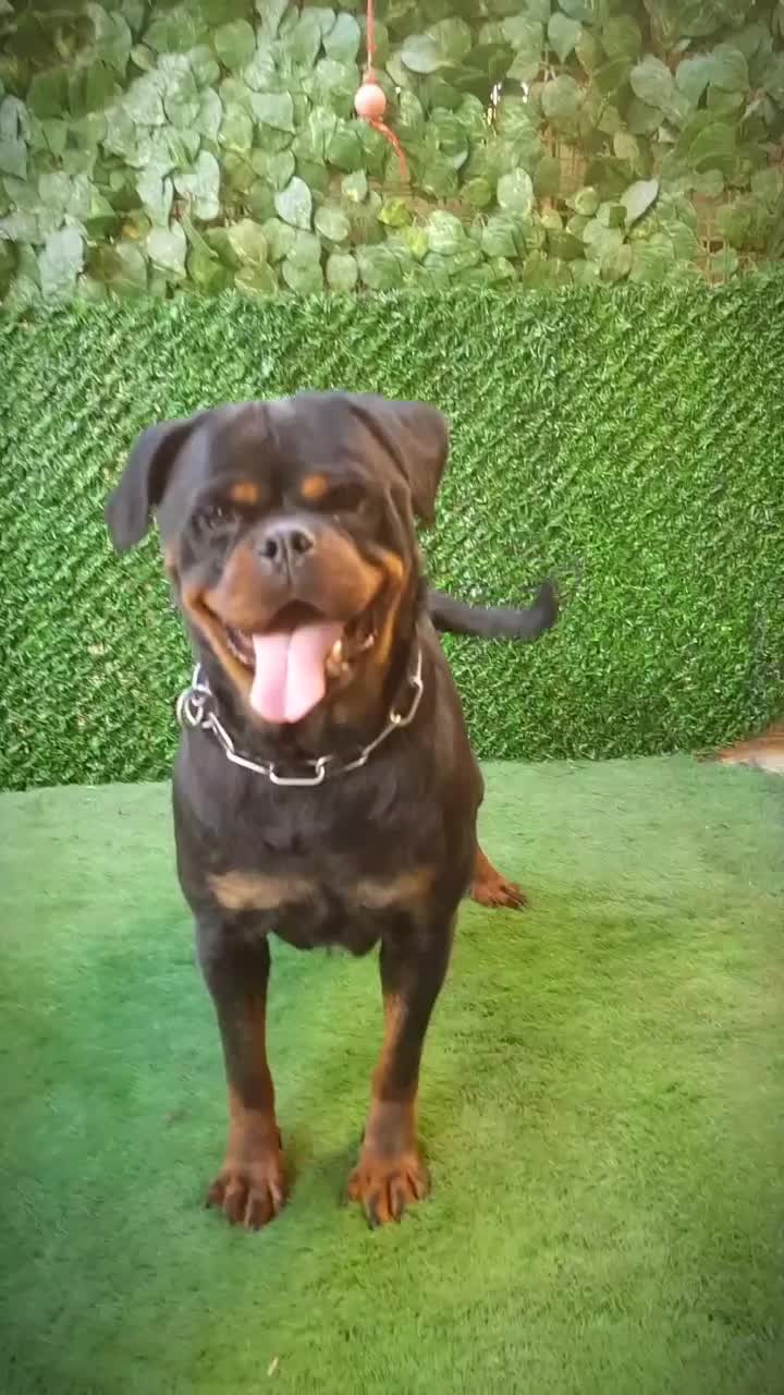 توله روتوایلر|سگ|تهران, تهرانپارس شرقی|دیوار