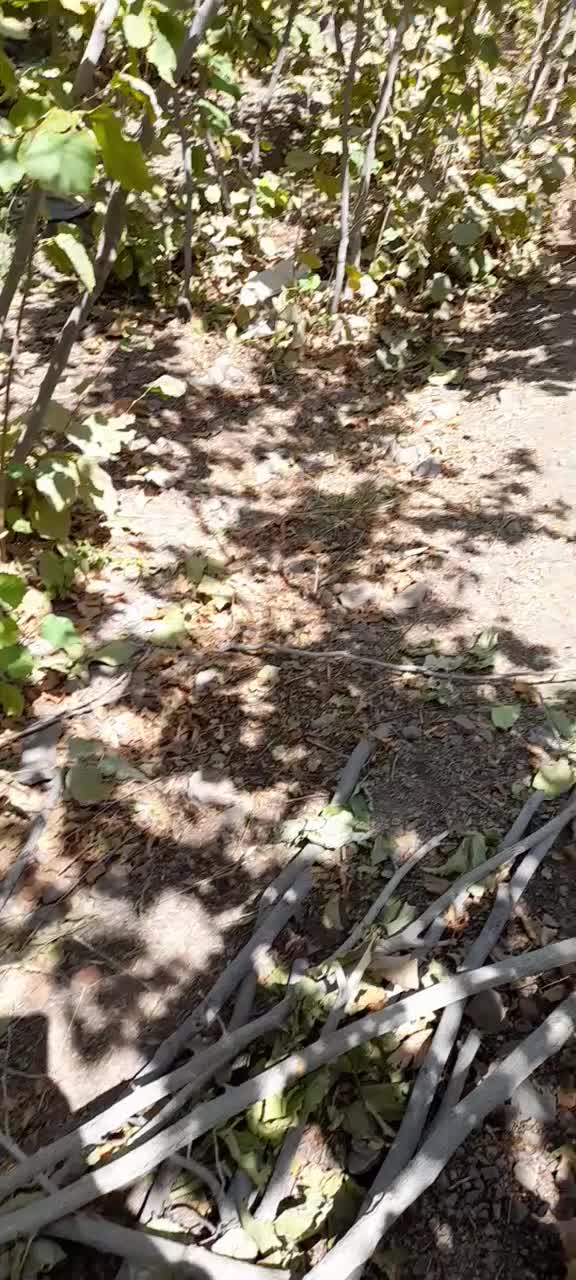باغ فندق روستای وشنوه|فروش زمین و ملک کلنگی|قم, انسجام|دیوار